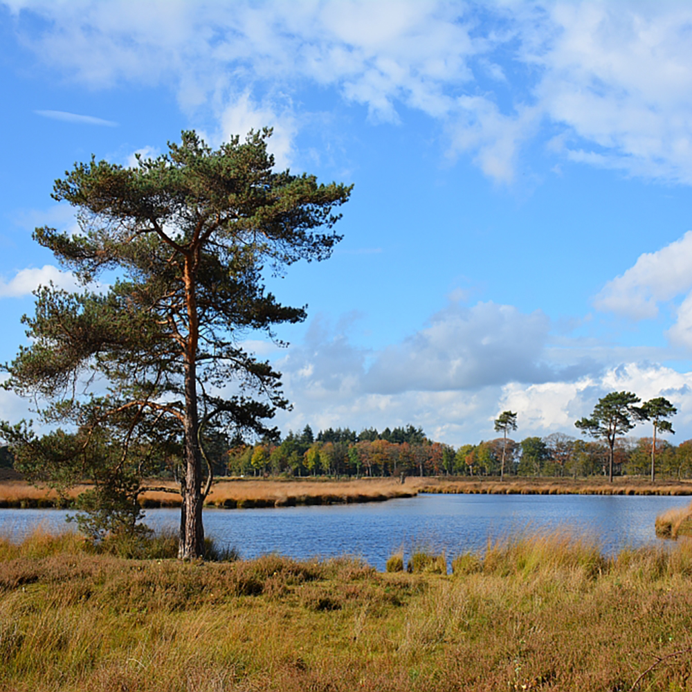 B&B Mooi Magnolia, Wijchen, in de omgeving voldoende activiteiten zoals Overasseltse en Hatertse Vennen