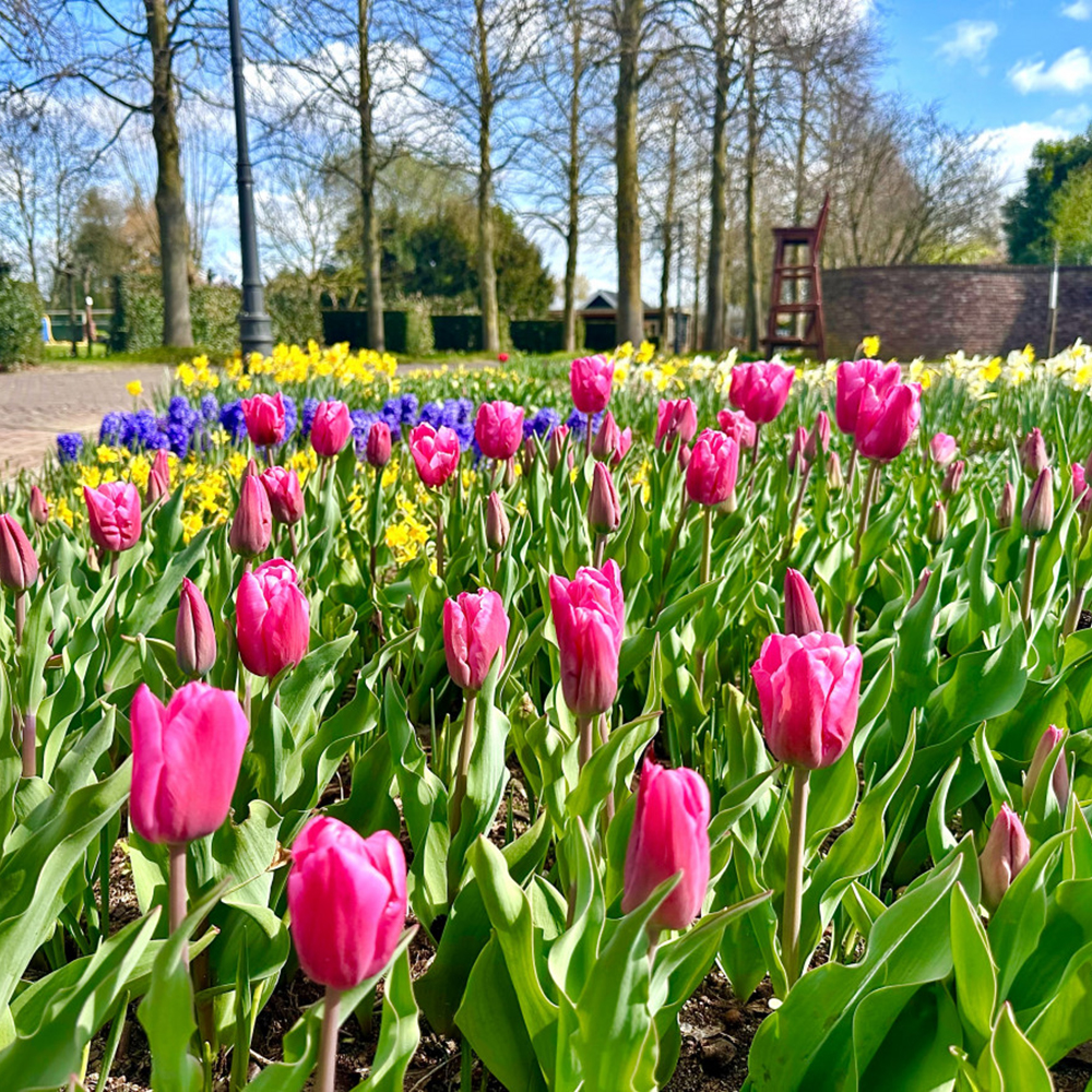 B&B Mooi Magnolia, Wijchen, in de omgeving voldoende activiteiten zoals Bloemenpark Appeltern